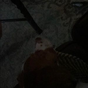 Meet your Posher, Brook